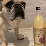今日のおやつは無添加、無加糖、ノンアルコール の米麹甘酒 💫 最近 ちょっと太ってきたから 虎次郎 ＆ 花音 とウォーキングしたいけど 暑くなってきて長時間歩かせられない。。 だから、少しお菓子を&hellip;のInstagram画像