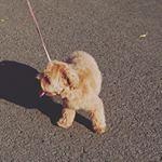 『健康への心掛け』(モニター応募用)なんだろう&hellip;＊小夏さんと散歩＊ベジファースト＊麦入りご飯＊リンゴ酢＊お酒は週末だけ(笑) &hellip;位でしょうか(￣▽￣;) #夢見ここち &hellip;のInstagram画像