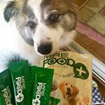 ♡小さい頃からお腹が弱かった保護犬の愛しい愛しい愛犬。13才になりこの暑かったり寒かったりなおかしな気候にもやられやすく、ずっと体調を崩していましたが、最近MREフードプラスを知りご飯にか&hellip;のInstagram画像