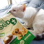 ✴早速、興味を持たれた様子の我が家の愛猫マロさま.今日は、新しいおやつを入手しました♡..株式会社　創健さま【ＭＲＥ フードプラス】.愛犬、愛猫用健康補&hellip;のInstagram画像