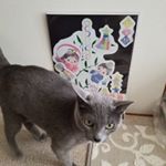 もうすぐ七夕🎋笹に飾り付けしたいけど猫がいると、笹で遊んじゃう。去年は息子か作ったお飾りをゆじゅに壊され泣いてました💧今年はマグネットパークさんのデコマグネットで飾り付けました。なぜか&hellip;のInstagram画像