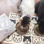 無添加キャットフードあげてみたら速攻でがっついてきてびっくり👏やっぱり猫ちゃんも美味しいもの食べたいよねカリカリ選ぶのもちょっと楽しい今日この頃🐱🐟...#無添加キャットフード安心&hellip;のInstagram画像