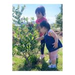 ♡⃜︎﻿﻿﻿﻿ブルーベリーの木に 興味津々なふたり👧🏻👶🏻💗﻿﻿﻿最近使ってる ボディーソープ♡⃜︎﻿﻿まず 見た目が かわいすぎ( ⸝⸝⸝⁼̴́◡︎⁼̴̀⸝⸝⸝)&hellip;のInstagram画像