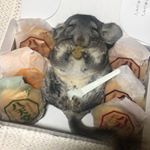 *10も少しだけ🍞貰えたでしゅ!!最高の旨みでオカワリは貰えませんでした🐭*噂の @hattendo_official 八天堂さんの #プレミアムフローズン クリームパンIns&hellip;のInstagram画像