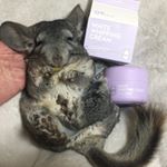 *尻尾を動かすよ🐭10(ฅ&bull; . &bull;ฅ)ﻌﻌﻌ&hearts;@g9skin_global @g9skin_official  @g9skin_japan 前もオススメしたんだけど!!新作の#ウ&hellip;のInstagram画像