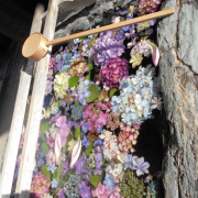 「手水舎に浮かべられた紫陽花」SASS.シュガースクラバーム　写真自慢　10名募集の投稿画像