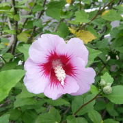 「夏を感じるお花」SASS.シュガースクラバーム　写真自慢　10名募集の投稿画像