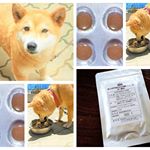 ワンちゃんネコちゃんの元気・健康に♪キングアガリクス100ペット用＾＾＊ 我が家のワンちゃんは梅雨や暑くなるとバテてしまうのでキングアガリクス100をペット用のサプリメントを与えてみました！ペ&hellip;のInstagram画像
