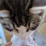 ミクちゃーん😚なにクンクンしてるのかな？ . 😼「ホワイトニングするニャよ✨」..#モニプラ で#セルフホワイトニング マシーンの#ホワイトクラブ #スパークリングイレーサー をお試し&hellip;のInstagram画像