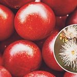 栄養満点のスーパーフルーツ「カムカム」原産国ペルー。南米アマゾン河流域で自生しているフトモモ科。9月～10月ごろにかわいい白い花が咲き、果実は毎年12月～3月に収穫。見た目はアセロラみ&hellip;のInstagram画像