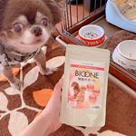 #BIOONE関節サポート🐶@inunekosapuli_official.こちらも試してみました✨リクさん(チワワ♂)は、今年11歳になり、年々脚の関節が悪くなって、病院で電気治療を&hellip;のInstagram画像