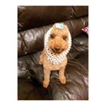 ⚘⚘⚘﻿﻿たまには いぬたち🐶♪̊̈♪̆̈﻿﻿サプリデビュー♪̊̈♪̆̈﻿﻿﻿毛艶が良くなったり﻿💩の 匂いが 改善されるみたい ◡̈﻿﻿一番効果が 分かったの&hellip;のInstagram画像