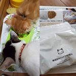 無添加キャットフード安心」はビタミンやミネラル等の栄養素を数字合わせの為に単体で添加する必要もない、バランスの摂れた無添加キャットフードです。✴️感想✴️最近ちょっとお腹の調子崩してたのもあっ&hellip;のInstagram画像