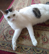 口コミ：満腹満腹♪ドッグフード無添加安心本舗の「無添加キャットフード安心の画像（6枚目）