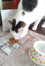 口コミ：満腹満腹♪ドッグフード無添加安心本舗の「無添加キャットフード安心の画像（4枚目）