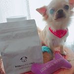 今日はお散歩日和🍀海の見える公園にいってきました(*&acute;▽｀*)まだちょっと暑いけど、もう少し涼しくなったらピクニックしたいなぁ🎵#ドッグフード無添加安心本舗 #無添加ドッグフード #ド&hellip;のInstagram画像