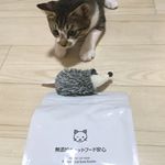 ９月８日に実家から、生後４ヵ月の保護猫(♀)を引き取りました🐱健康で長生きして欲しいから、無添加安心本舗様の無添加キャットフードを試してみました🐱✨ 写真を撮っていたら、新しい餌に興味津々のフ&hellip;のInstagram画像