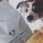 _無添加ドッグフード安心🐶11歳の愛犬でも大きさや形がとっても食べやすく、味も美味しい様でいつものドッグフードより断然食いつきが良いです♡いつものドッグフードがまだ余ってるので混ぜなが&hellip;のInstagram画像