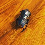 #ヘックスバグ #hexbug #マイクロアント #monipla #dreamblossom_fan #モニター当選 よくあるキュルキュル走るおもちゃだけど虫の型してます❤カッコよくてデザインも&hellip;のInstagram画像