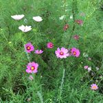 乾燥が気になる季節はスキンケアに力を入れたくなりますね🌼お肌がきれいになるとモチベーションが上がるし、化粧のりやメイクの持ちも良くなって化粧崩れも防げるみたい。毛穴ケア気になるな。&hellip;のInstagram画像