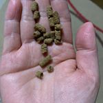 無添加キャットフード安心のフードをお試しさせて頂きました😊普段のご飯よりも小さいので、ちょっと神経質な2ニャンの反応が心配でしたが、メイは気に入ってカリカリしてくれています😊ちょっと喘息の&hellip;のInstagram画像