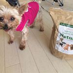 『 ナチュロル』のドッグフード😋こーゆーのを単体で食べてくれることって全然なくてササミとかを入れないと食べてくれないけど、これだけで、めっちゃ食べる！なにより、目指せ20歳の文&hellip;のInstagram画像