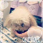 ペットの免疫力を高めるキングアガリクスサプリをお試しさせていただきました！錠剤だけだと食べてくれなかったけど細切りした炒め野菜と混ぜたら食べてくれました💕砕いたりウェットフードに混ぜるのも&hellip;のInstagram画像