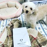 無添加ドッグフード安心をモコに食べてもらいました♪2枚目の写真見てもらったら分かるとおり成分が自然のものしか使ってなくて良いです☺️ 写真撮ろうとしてたら早速来て、早くちょーだい！とおねだり💕&hellip;のInstagram画像