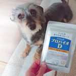 Probio Laboさまの《プロバイオD パウダータイプ》をいただきました♪こちらは2000名を超える獣医師さんから高い評価をされている、善玉菌を外から補うという新発想の動物用のお口ケアサプ&hellip;のInstagram画像