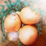 #ハウス食品#涙が出ないタマネギ#スマイルボールレポートします〜一般的な #タマネギ は本来の甘みを引き出すため、生食では水さらしして辛みを抜いたり、炒める・煮込むなど&hellip;のInstagram画像