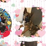 しいちゃん＆シェルくんシール💕「みんなのシール」のモニターをやらせていただけることになり、ものすごく悩んで作成しました🐕🐕小さい頃の写真から最近の写真まで、全部可愛い😍スマホで手軽にフレー&hellip;のInstagram画像