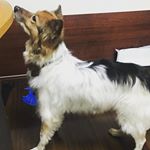 ちょっとシェルくん、痩せたと思いません❓保護当時痩せ過ぎ8キロ&rarr;我が家に来たとき太りぎみ18キロのシェルくん、現在16.5キロ。痩せただけでなく身体が締まり、筋肉質になってきました。特に嬉&hellip;のInstagram画像