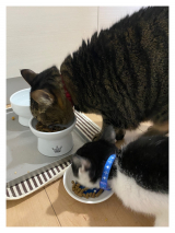 口コミ：安心キャットフードの画像（1枚目）