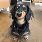おやつがわりに、栄養フードを😊薬っぽいかな？と思ってたらおやつ感覚で食べてくれました薬は最初は食べるけどすぐ吐き出してしまうので不安だったけど、良かった〜！なにかと病院のお世話になることの&hellip;のInstagram画像