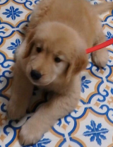 口コミ記事「可愛い愛犬に長生きして欲しいから&hellip;」の画像