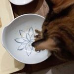 モニプラさんで当たったキャットフードをあげてみました初めてのご飯だと食べないこともあるアンジはんですがこちらはお口にあったみたいで食べてくれました(^^) 無添加なので&hellip;のInstagram画像