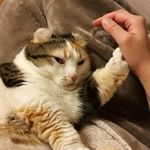 もうすぐバレンタインですね～✨フランスの中心に位置するセント・ヴァレンタイン村の愛の木に掲げた願い事は風で飛ばされると叶うという言い伝えがあるそうですよ♪私なら、家族が皆幸せでありますように&hellip;&hellip;のInstagram画像