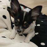 ☜Follow me🐾.私もお兄ちゃんもお散歩苦手で行かなーい。おうちでドッグランごっこしてるの🐶.でも食べる事は大好き💗😘..#筋トレわんわん #犬用ＨＭＢサプリ #犬用&hellip;のInstagram画像