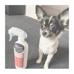 ☜Follow me♪.【 #ウイルス対策 🦠】はじめました。.この子ら🐶( @rui_chihua )に使っても問題ない除菌スプレーを発見！！👀.《 #ジアニスト 》&hellip;のInstagram画像