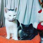 はるちゃん・ナルくん仲良し姉弟、いっしょに里親様がみつかりますように。#愛の木に願いを #メリーチョコレート #monipla #mary_fan#ねこすたぐらむ #にゃんすたぐらむ &hellip;のInstagram画像