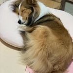 ニャンニャンの日だよ舐めても安心なとれるNO1でペットちゃんのケア&larr;参加中うちのペットちゃんシェルティーの女の子　1歳ららマンチカンの男の子　　3歳くぅ2匹仲良しです🥰&hellip;のInstagram画像