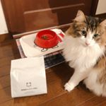 ドッグフード無添加安心本舗様の「無添加キャットフード安心」をお試しさせて頂きました😻こちらのキャットフードは、食いつきを良くする為の匂いの添加も一切していないという安心安全のフードとの事です👏&hellip;のInstagram画像