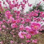 保護猫ハウスに咲くキレイな梅の花🌸保護猫ちゃんたちにもたくさんの愛が訪れますように&middot;&middot;&middot;&middot;&middot; 2枚目真顔だけどちゃんとおもちゃ狙って楽しんでます。笑#保護猫 #シニア猫&hellip;のInstagram画像