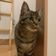 「マンチカンのれおん　男の子」オヤツ大好きなネコちゃん大募集！★食いつき抜群★安心おやつ『鹿ピューレ』の投稿画像