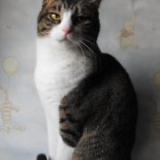 「はっちゃん」オヤツ大好きなネコちゃん大募集！★食いつき抜群★安心おやつ『鹿ピューレ』の投稿画像