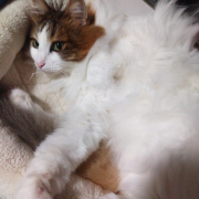 「大切な家族です♡」オヤツ大好きなネコちゃん大募集！★食いつき抜群★安心おやつ『鹿ピューレ』の投稿画像