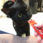 「食べるのが大好きなナナ」オヤツ大好きなネコちゃん大募集！★食いつき抜群★安心おやつ『鹿ピューレ』の投稿画像