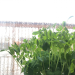 **雨ーー☂️**何年かに一度やってくる夜に咳が止まらなくなる現象に頭を抱えている今日この頃です。熱もないし、食欲もあるのにただただ夜寝ようとしたら咳が止まらなくなるの、、何で&hellip;のInstagram画像