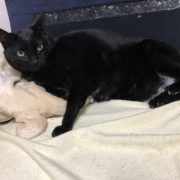 「おいしいもの大好きです」オヤツ大好きなネコちゃん大募集！★食いつき抜群★安心おやつ『鹿ピューレ』の投稿画像