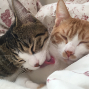 「ふう と らい」オヤツ大好きなネコちゃん大募集！★食いつき抜群★安心おやつ『鹿ピューレ』の投稿画像